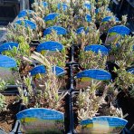 Levanduľa úzkolistá (Lavandula angustifolia) ´ROSEA´ - kont. C1L